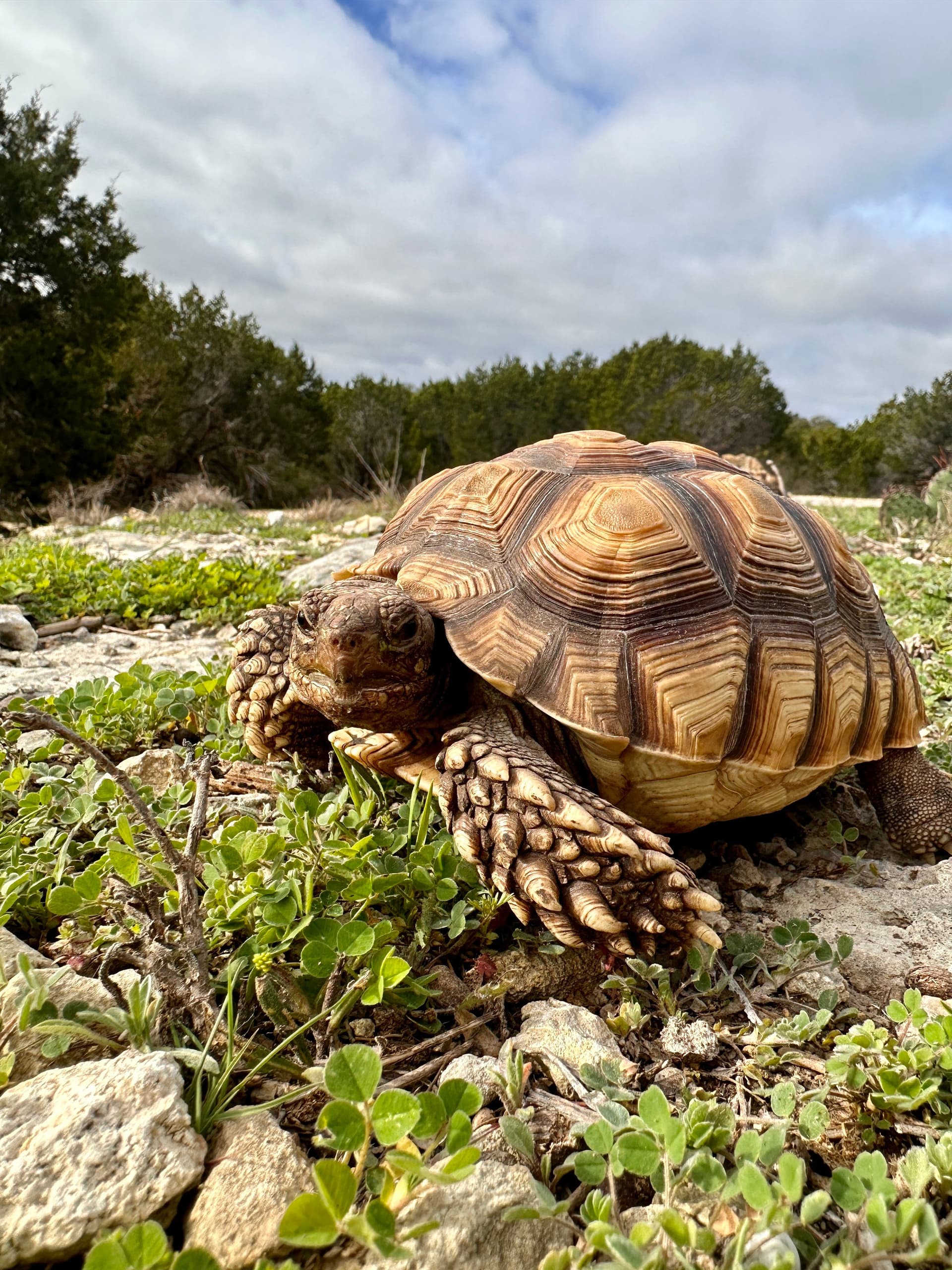 Push Pop the Sulcata Tortoise