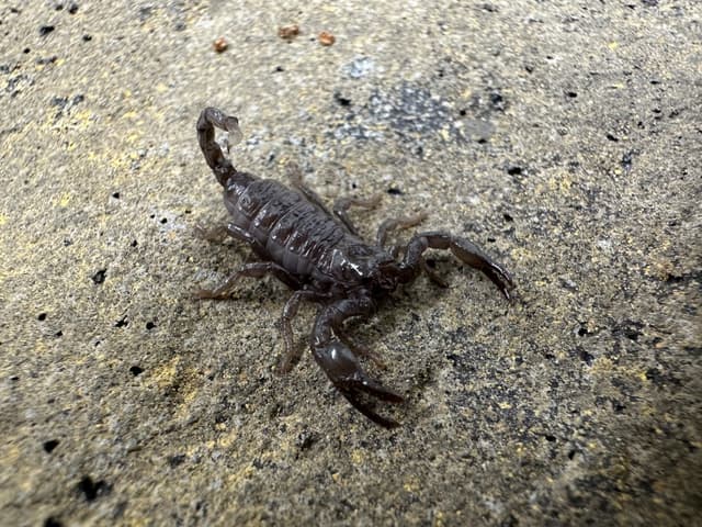 Puppy the Emperor Scorpion