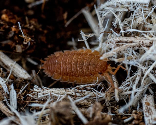 BB the Spanish Orange Isopods