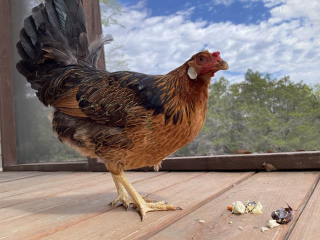 Nugget the Ameraucana Chicken