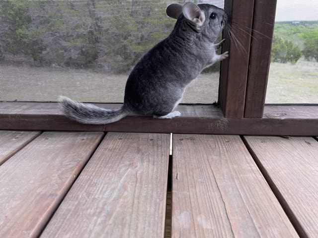 Snork the Chinchilla