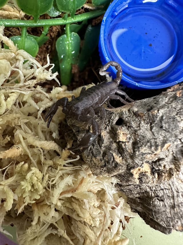 Tortellini the Emperor Scorpion