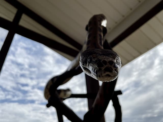 Noodle the Carpet Python