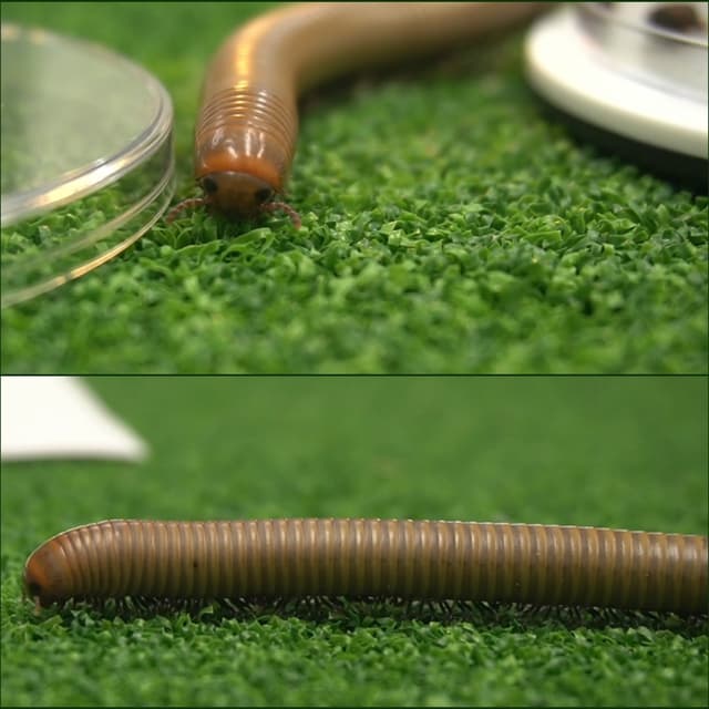 Hank the Smokey Ghost Millipede