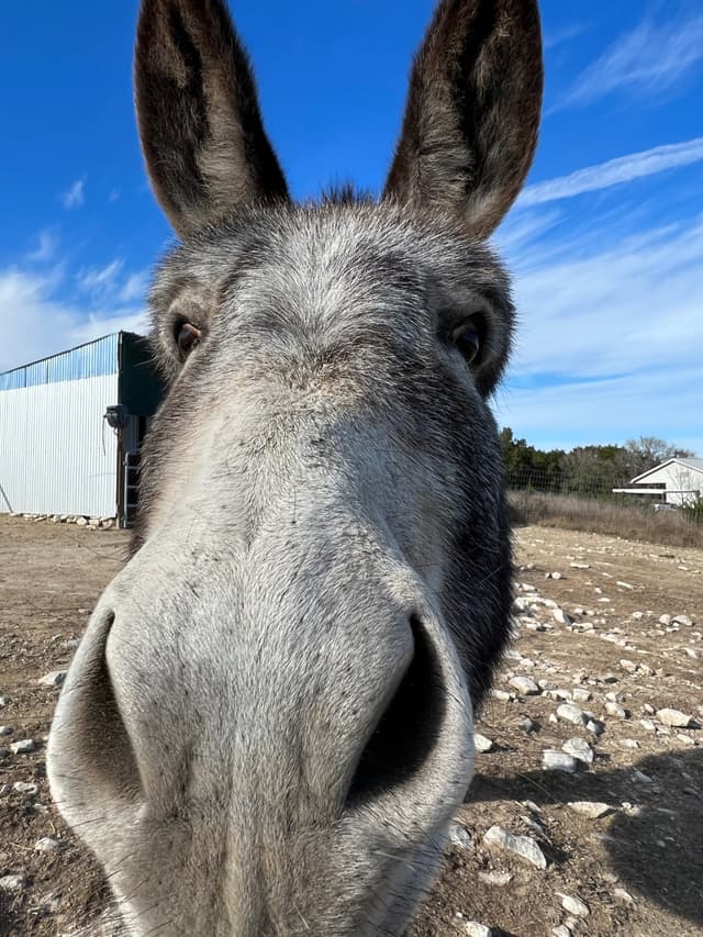 Serrano the Domestic Donkey