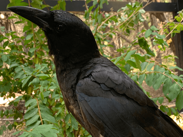 Abbott the American Crow