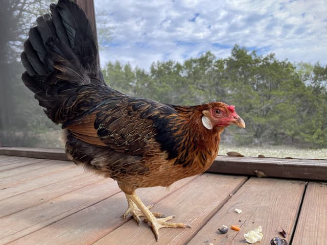 Nugget the Ameraucana Chicken