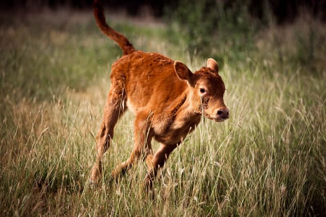 Winnie the Red Angus Beef Cow