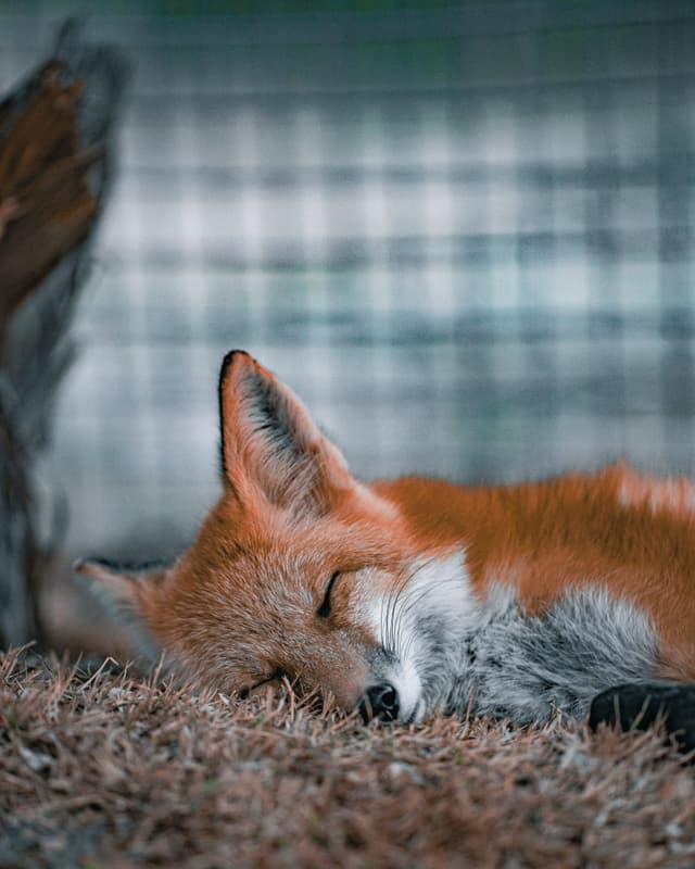 Reed the American Red Fox