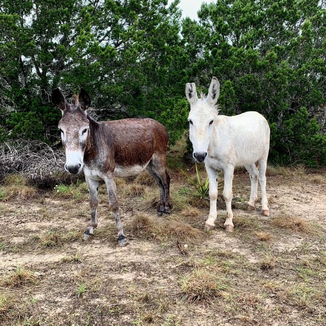 Jalapeño the Domestic Donkey